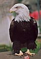 Bald eagle Moscow zoo