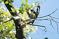 Brown-crested Flycatcher & Acorn Woodpecker Huachuca Canyon (lower) Sierra Vista AZ 2019-05-05 09-32-27 (46891433535)