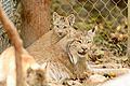 Canada Lynx Mom and Kitten (15250932421)