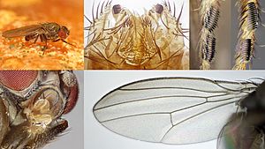 Drosophila (Sophophora) subobscura (male) collage.jpg