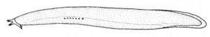 Eptatretus cirrhatus (New Zealand hagfish)