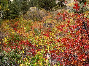 Fall colors, Poudre Canyon
