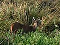 Hog deer in Terai grassland.JPG
