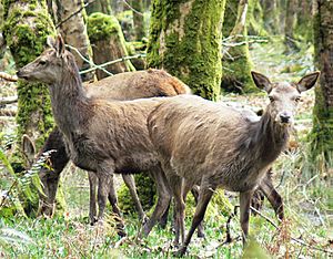 Irl-female red deer Killarney