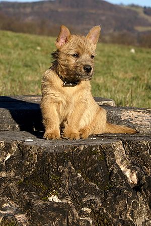 Norwich Terrier2