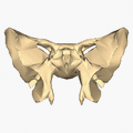 Sphenoid bone - close-up - animation