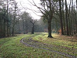 Track in Holliday's Plain, Windsor Forest - geograph.org.uk - 110805