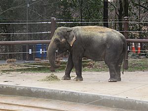 Asian Elephant at the zoo