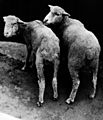 CSIRO ScienceImage 10487 Cobalt deficient sheep