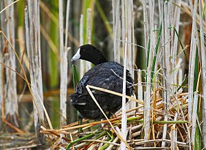 Coot to nest