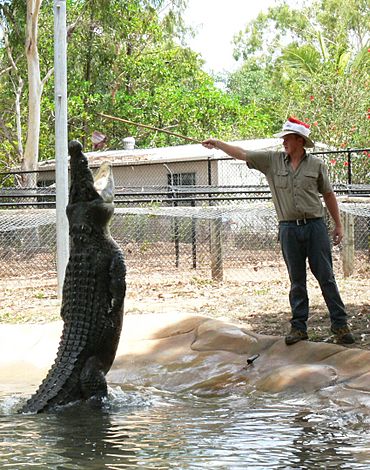 Crocodile feeding, Billabong Sanctuary.jpg