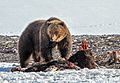 File-Grizzly bear on bison carcass near Yellowstone Lake;-Jim Peaco;-April, 2013;-Catalog 19070d;-Original IMG9750 (04985491-b01a-4c42-a31c-5e76447bb7f7)