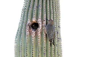 Gila woodpecker on Saguaro