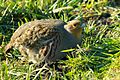 Grey Partridge Perdix perdix, Netherlands 1