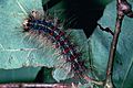 Gypsy moth invasive moth caterpillar lymantria dispar