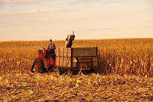 IHC corn picker, Story County, Iowa, 2011