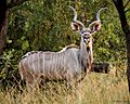 Kudu (17418137574)