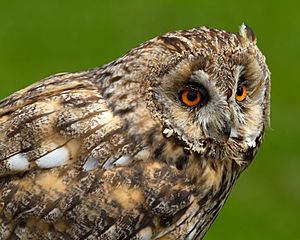 Long Eared Owl (5934254712)