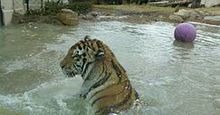 Mike the Tiger in water rfrmt