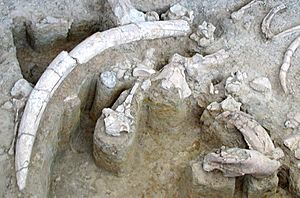 Palaeoloxodon antiquus - in situ fossil bones - Ambrona