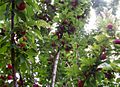 Plum tree with fruit