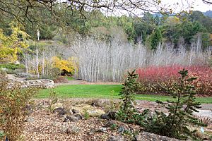 Regional Parks Botanic Garden - Berkeley, CA - DSC04447