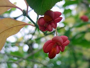 Spindle berries in Leigh Woods - geograph.org.uk - 1592321