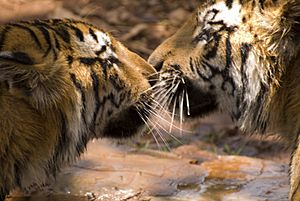 Bengal tigers, Karnataka, India