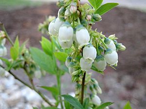 Blueberry-rubel-flowers