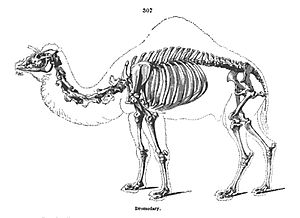 Camel Skeleton - Richard Owen - On the Anatomy of Vertebrates (1866)