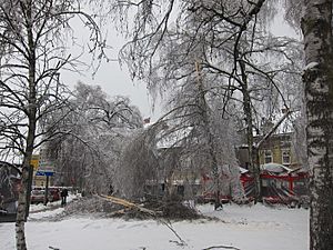 Damaged trees in Ljubljana Trg MDB