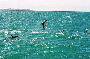 Dusky dolphins, Kaikoura