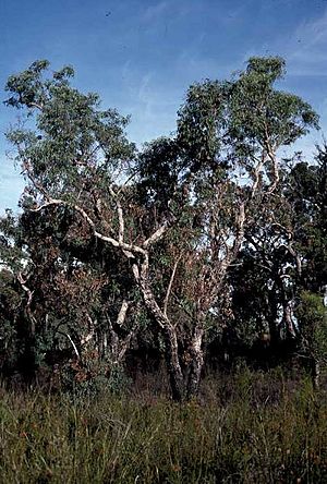 Eucalyptus patens.jpg