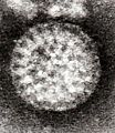 Flewett Rotavirus
