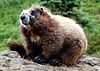 Hoary marmot rainier 2008.jpg
