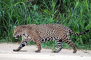 Jaguar (Panthera onca palustris) male Three Brothers River