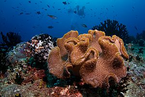 Maldives soft coral