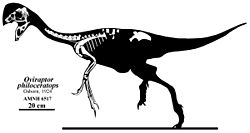 Oviraptor philoceratops skeleton.jpg