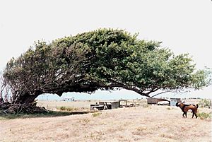 Wind-blown tree Ka Lae Hawaii