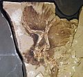 Anchiornis feathers