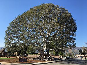 Big Tree Park in Glendora