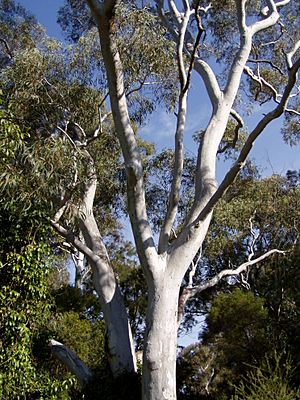 Eucalyptus mannifera 02.jpg