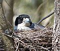 Grey Butcherbird. Cracticus torquatus on nest (15829469162)