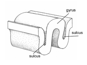 Gyrus sulcus