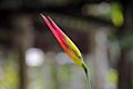 Heliconia psittacorum - flower view 01