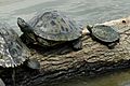 Mississippi map turtles (Graptemys pseudogeographica kohni) female & male