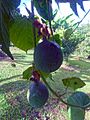 Passiflora ligularis - Granadilla 03