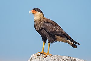 An adult crested caracara perched on a rock
