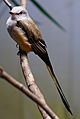 Scissor-tailed Flycatcher at the National Aviary