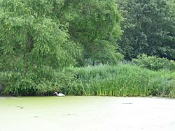 Turtle Pond Egret jeh